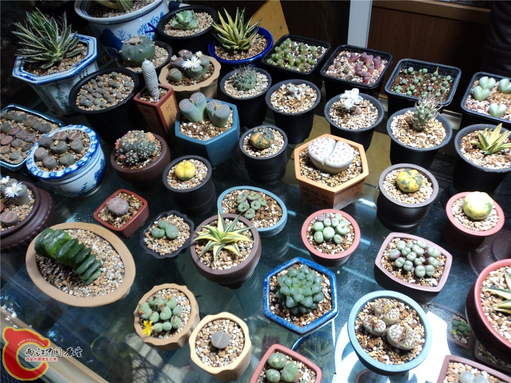 多肉类植物.jpg