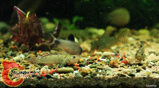 粘皮，谋划增加数量中