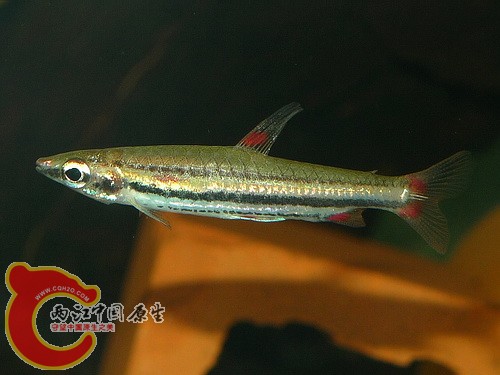P1050039(500).jpg