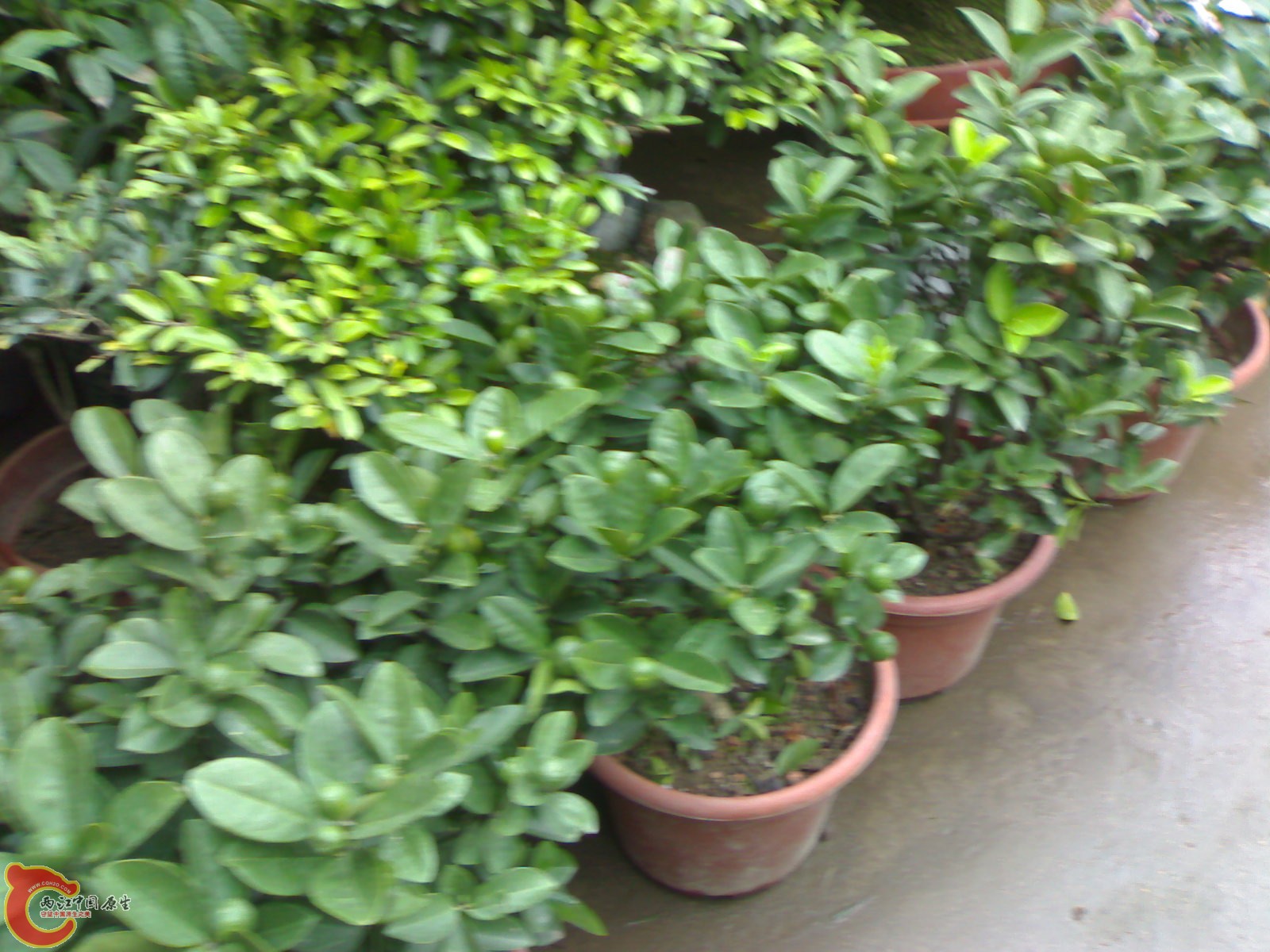 20101111850.jpg