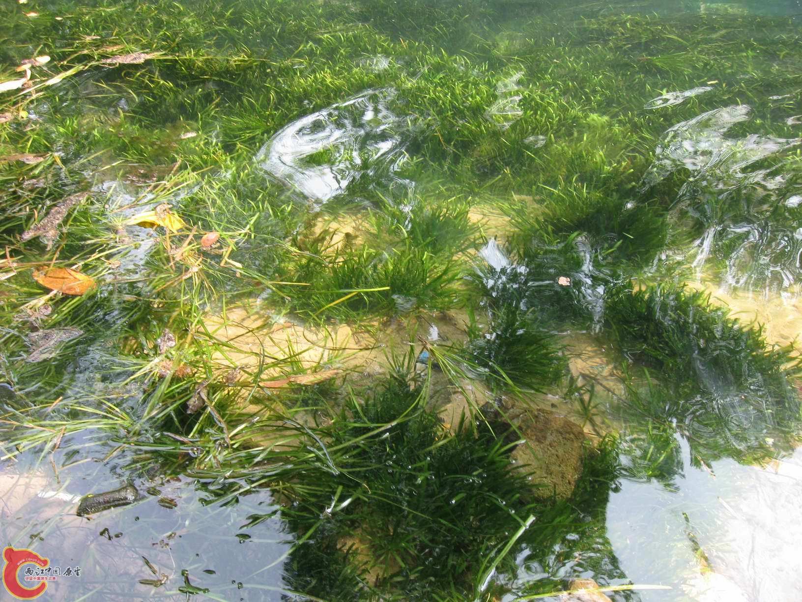 水底遍布苦草...