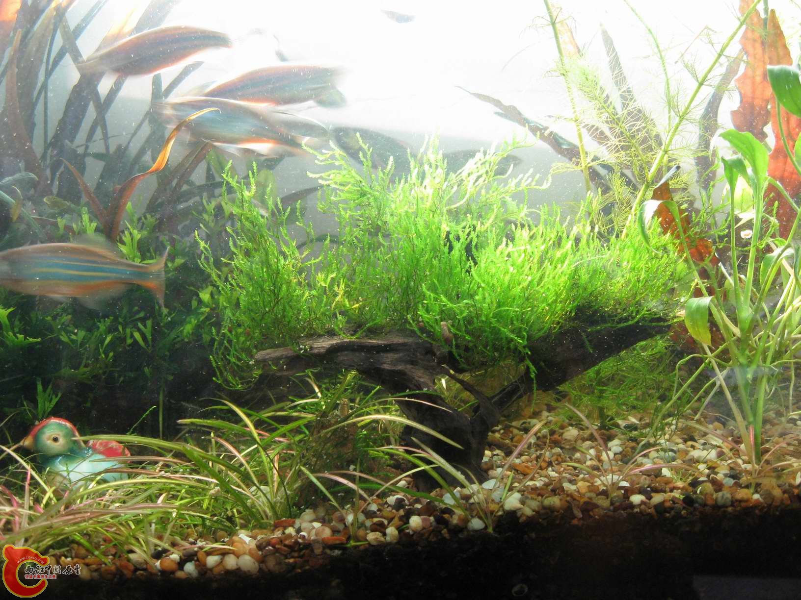 顺便贴一下火焰MOSS~