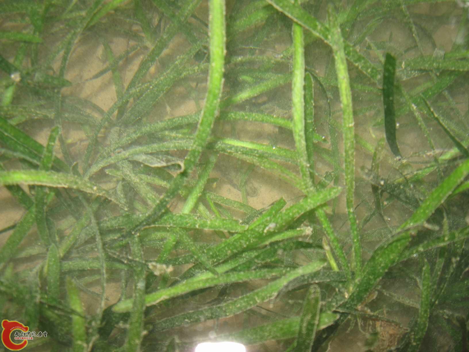 苦草丛中躲藏这一条沙塘鳢