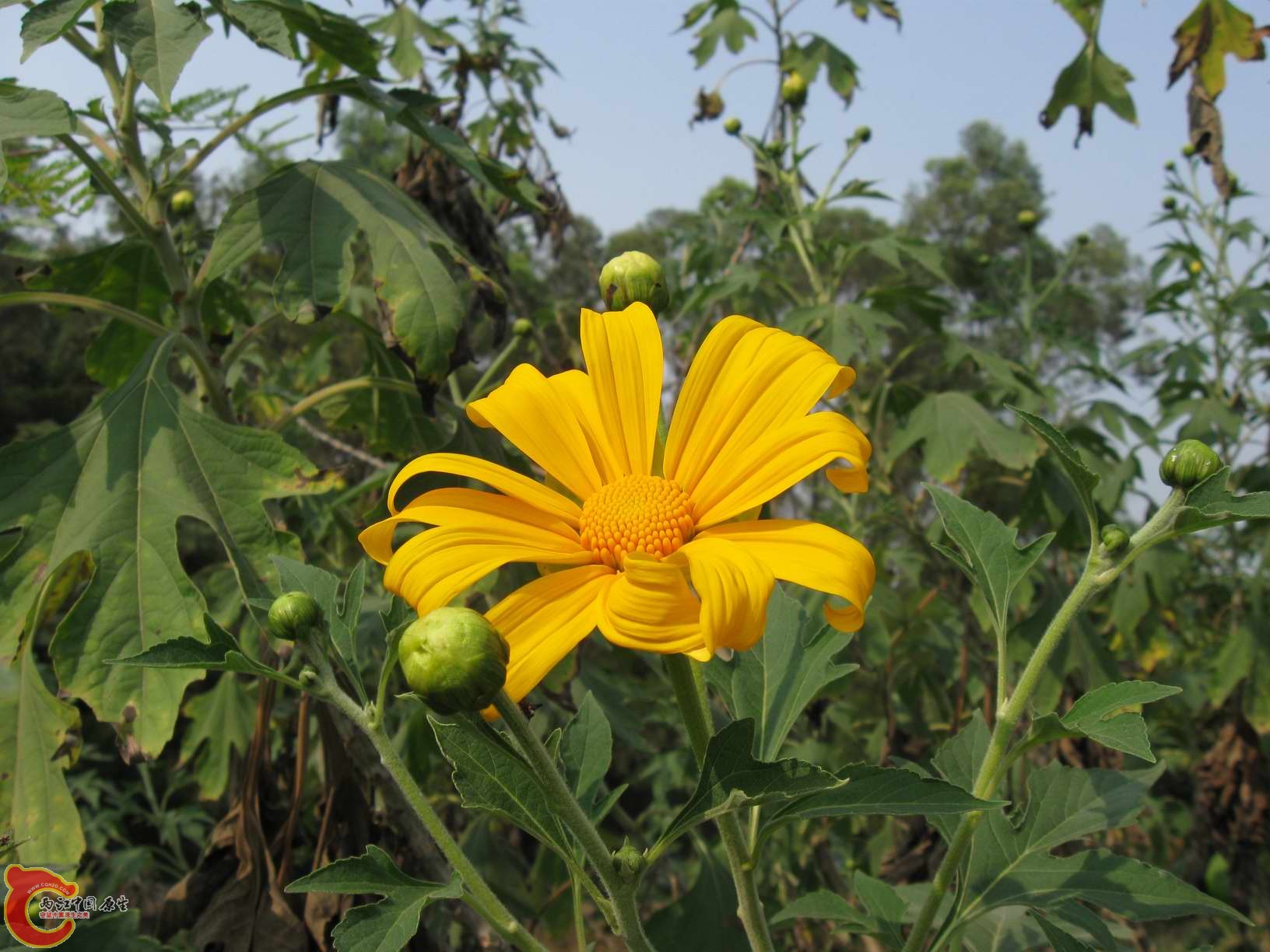 某菊...?