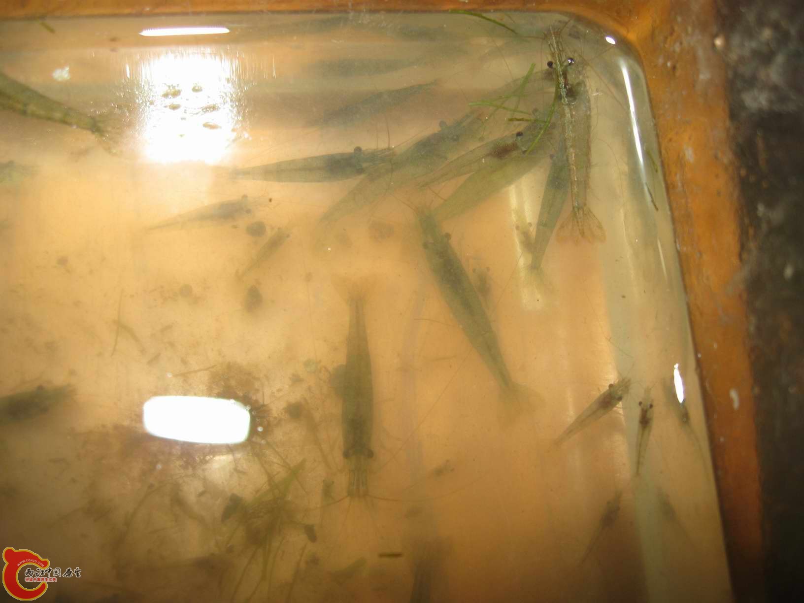 我就只采了十几只那里的米虾回来当工具虾清藻用