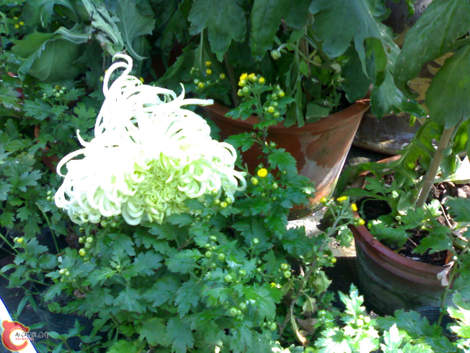 20101112875.jpg