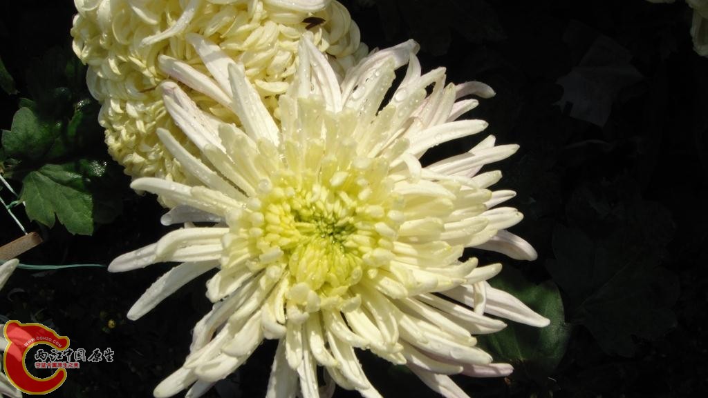 DSC02427.JPG