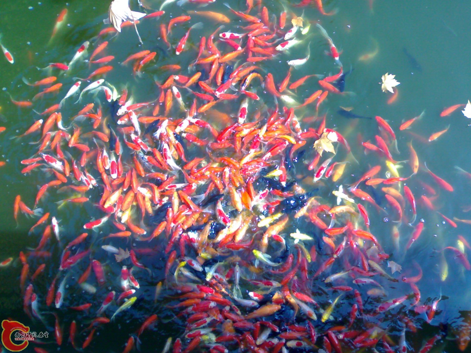 20101112902.jpg