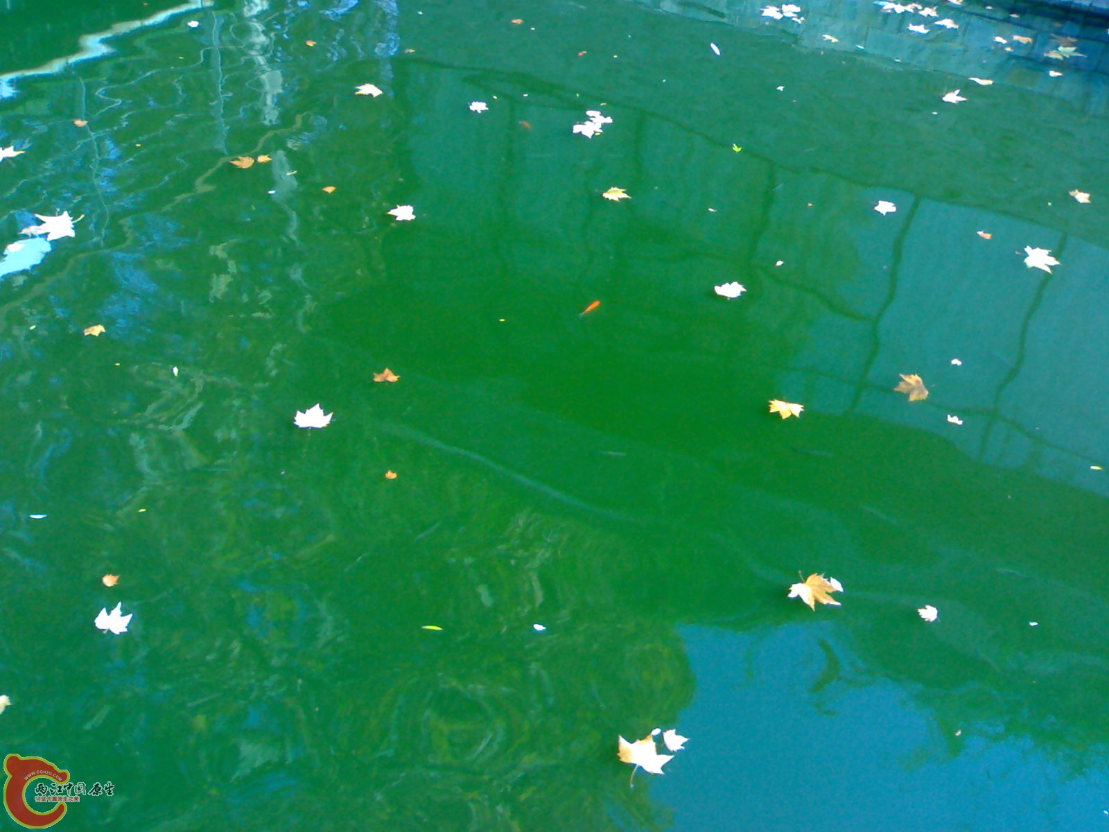 20101112898.jpg