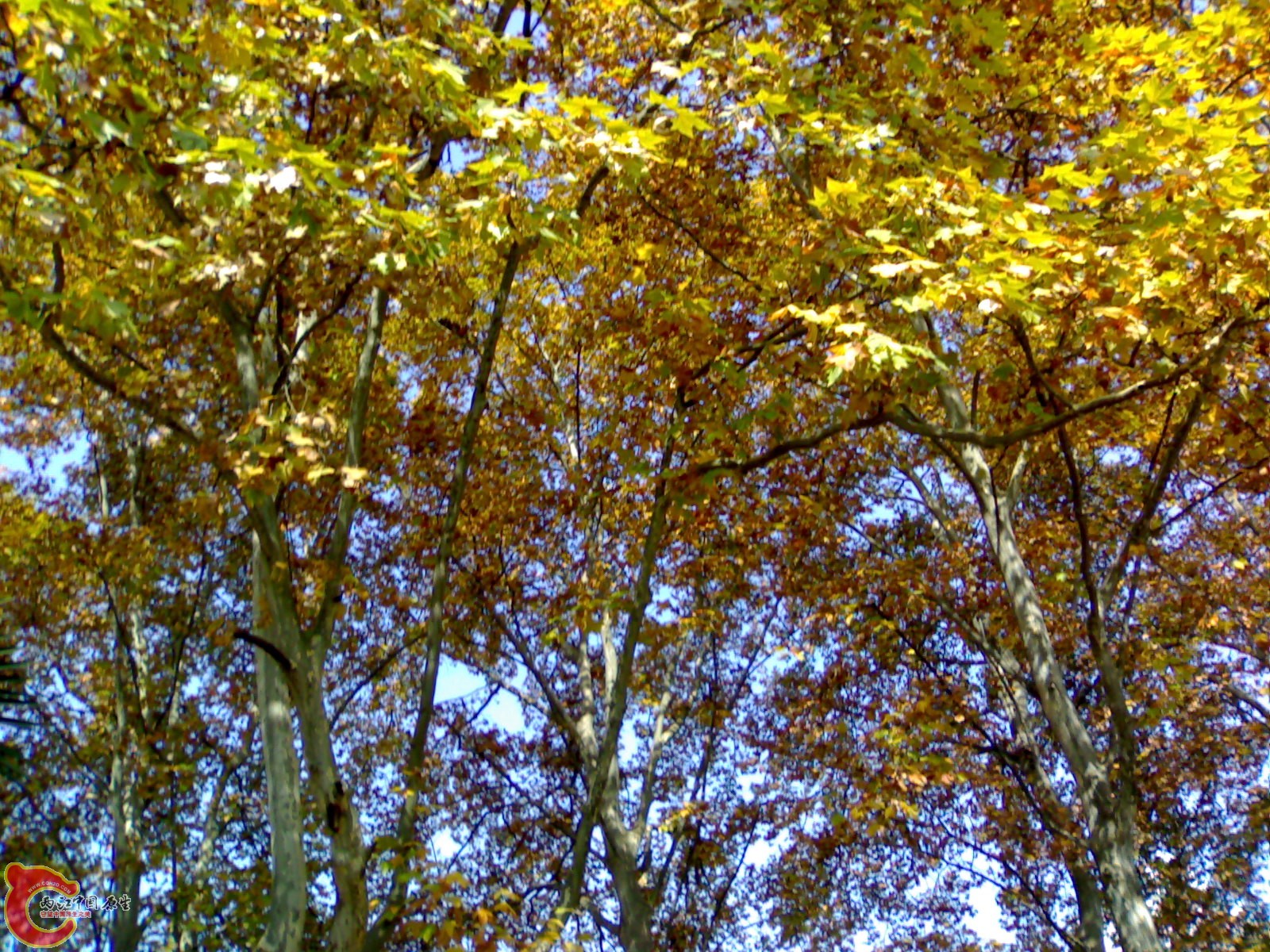 20101112921.jpg