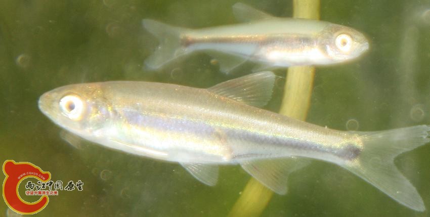 fish.JPG