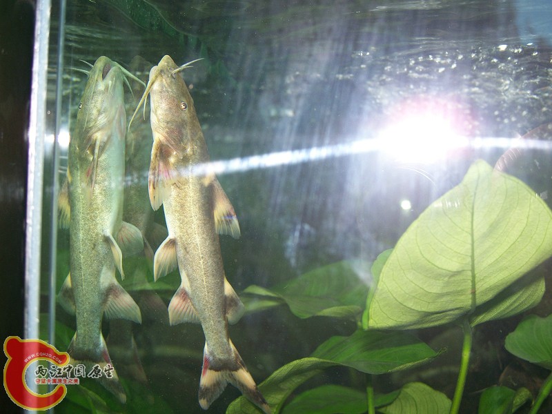 100_5675.jpg