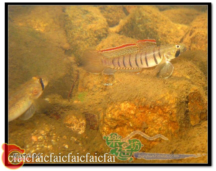 披上婚姻色的新郎