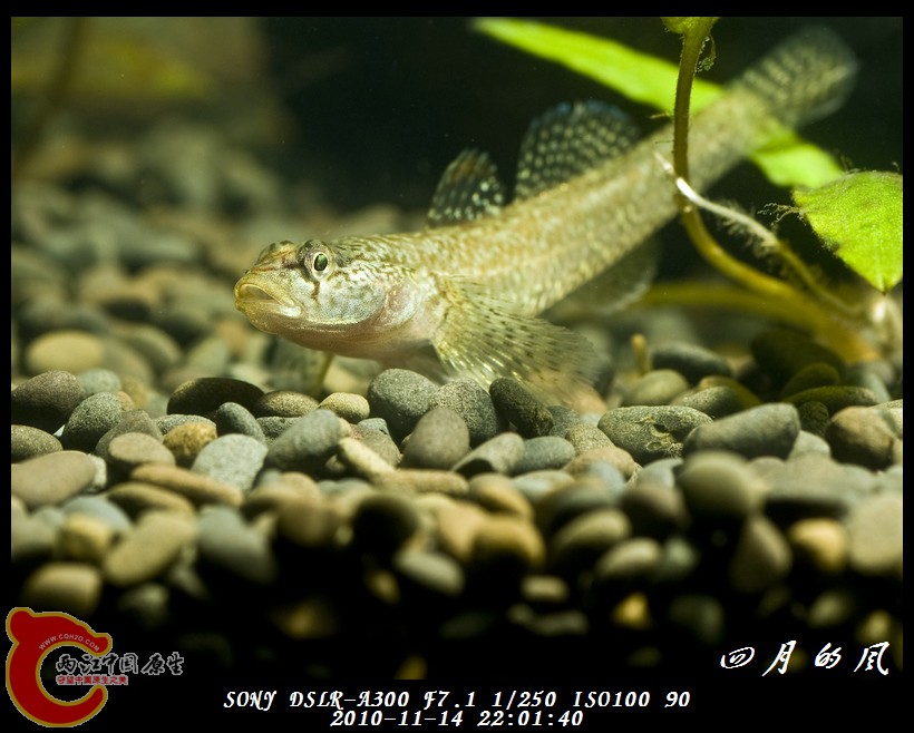 DSC04128a.jpg