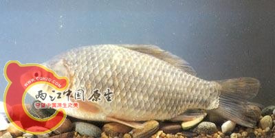 鲫.jpg