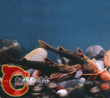 长尾纹胸鮡.jpg