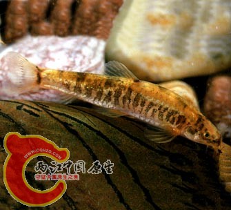 多纹条鳅.jpg