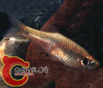缺须 鱼丹.jpg