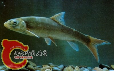 南方裂鳆鱼.jpg