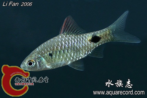 异斑小鲃.jpg