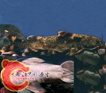 穴形纹胸鮡.jpg