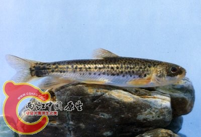 全裸腹重唇鱼.jpg