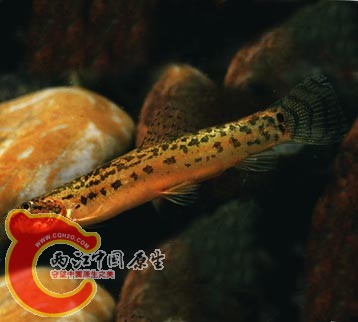 缅甸鳞头鳅.jpg