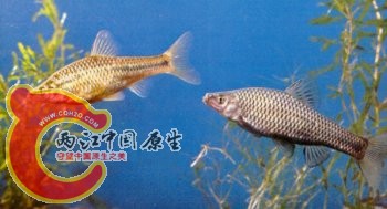 麦穗鱼.jpg