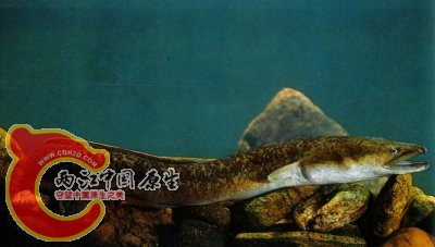 云纹鳗鲡.jpg