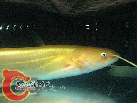 IMG_1603.jpg