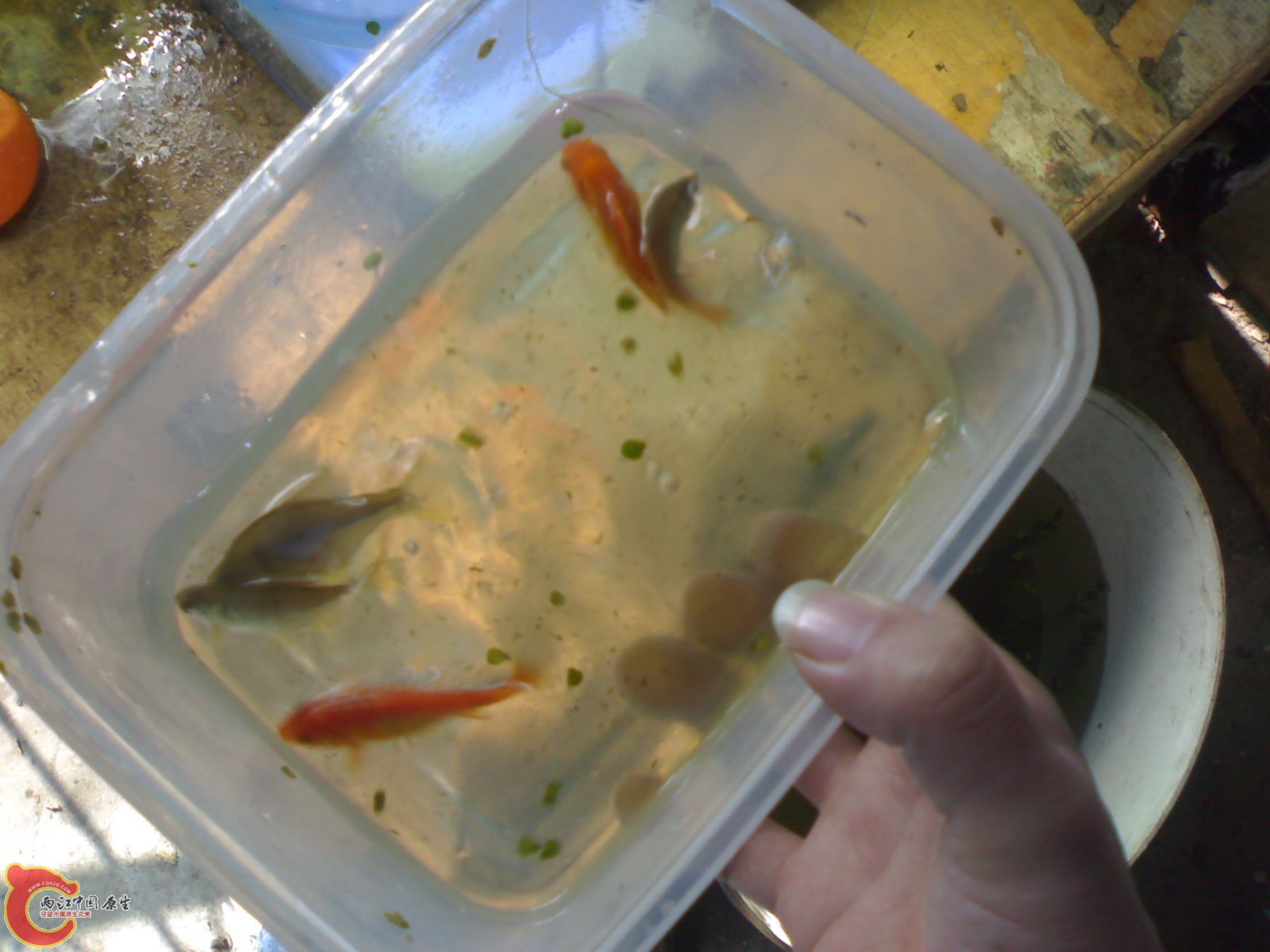 20101119996.jpg