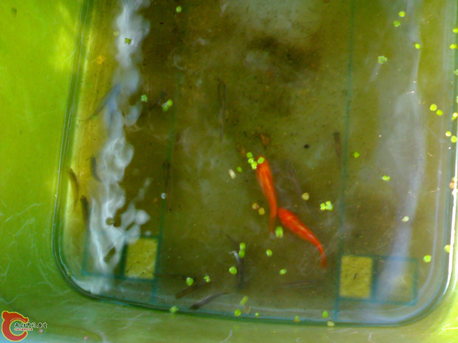 20101119995.jpg