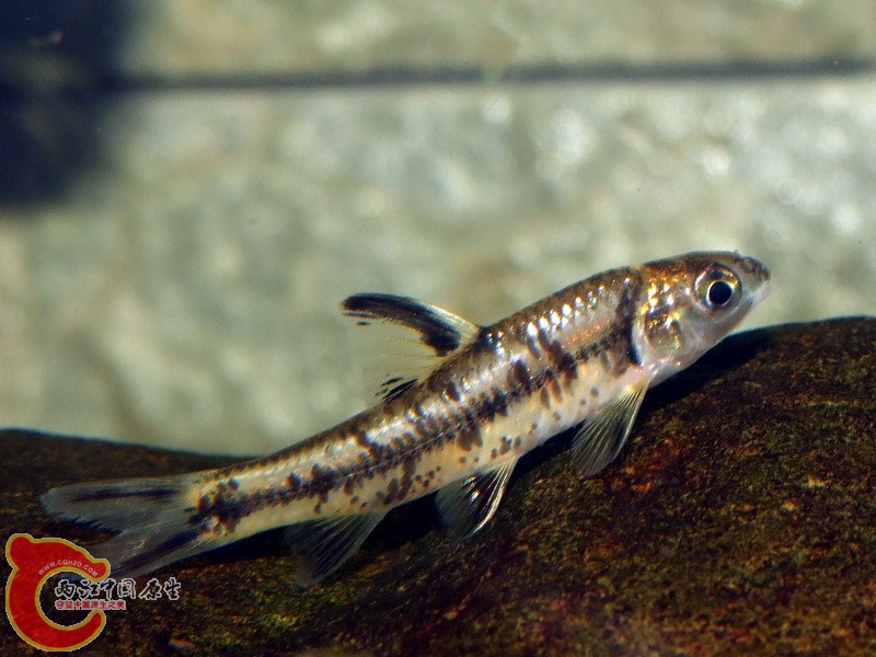 DSCF5532.jpg