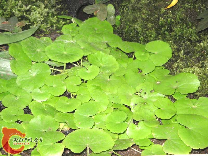 Cardamine_lyrata111.jpg