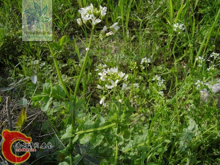 20100630223535484a.jpg
