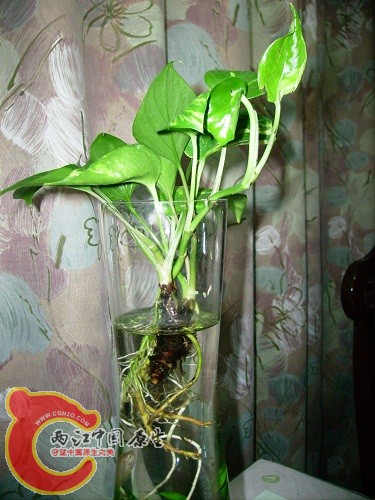 IMGP2091.JPG