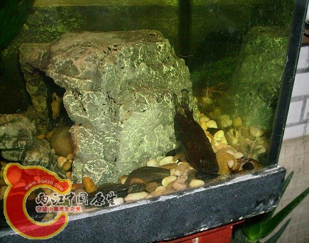 IMGP2111.JPG