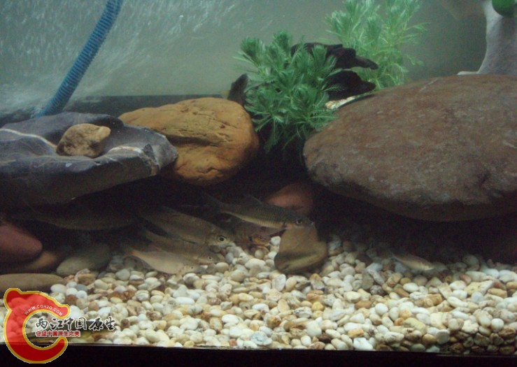 好多鱼自己都不认识