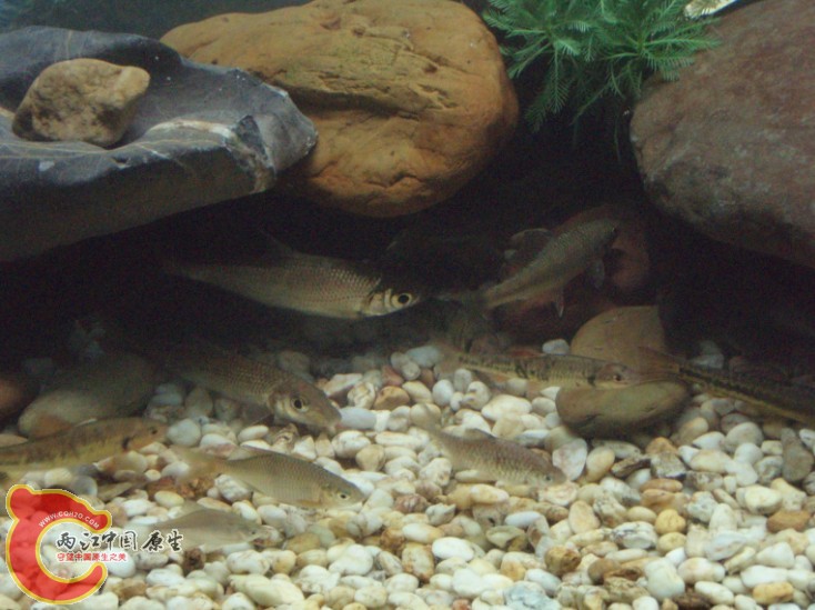 好多鱼自己都不认识