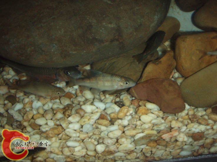 好多鱼自己都不认识