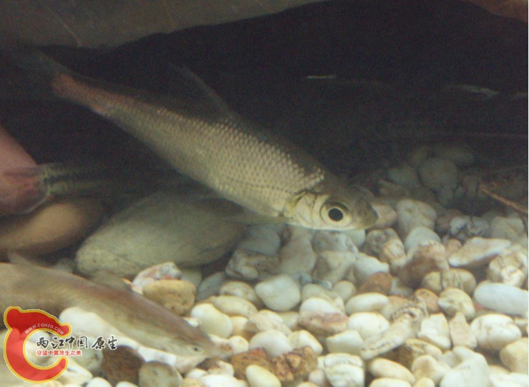 好多鱼自己都不认识