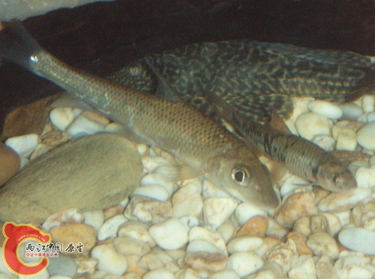 好多鱼自己都不认识