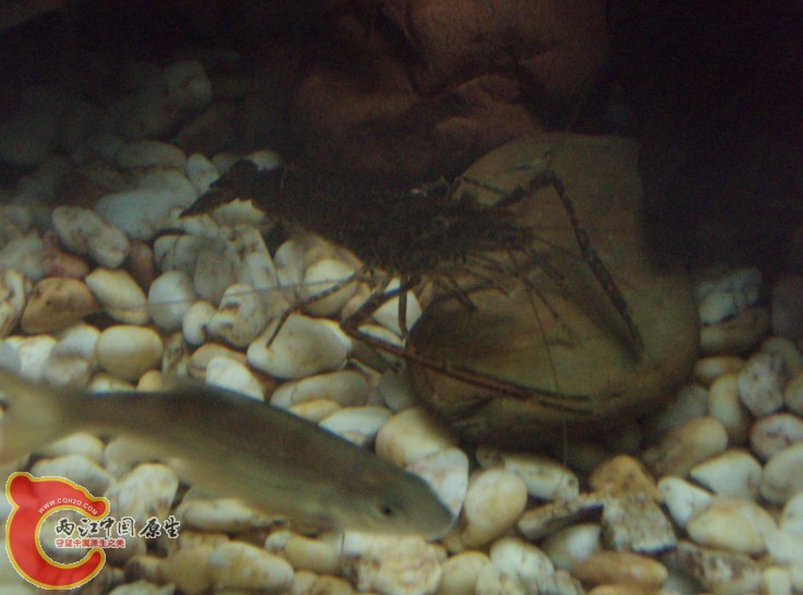 好多鱼自己都不认识