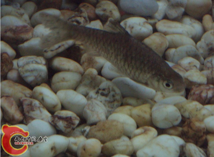 好多鱼自己都不认识