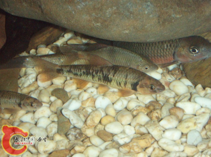 好多鱼自己都不认识