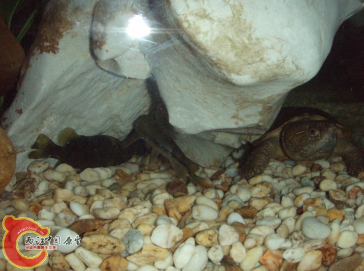 左边的小鳜今天回家只剩一个头