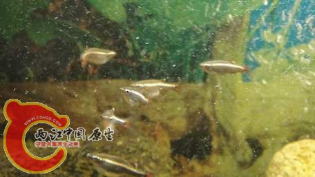 复件 DSC00765.JPG
