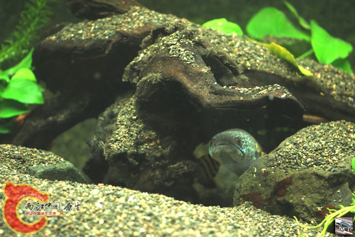 channa-aurantimaculata005.jpg