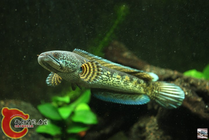 channa-aurantimaculata011.jpg