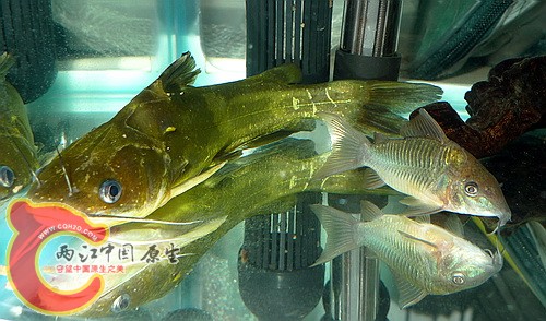 P1090666(500).jpg
